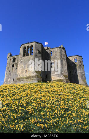 Northumberland, Royaume-Uni. 21 avril, 2018. Royaume-uni : Météo Météo jouissent de jonquilles au château de Warkworth comme heatwave continue à travers la Grande-Bretagne avec plus chaudes en avril de 70 ans. 21 avril, 2018. David Whinham/Alamy Live News Banque D'Images