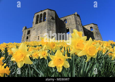 Northumberland, Royaume-Uni. 21 avril, 2018. Royaume-uni : Météo Météo jouissent de jonquilles au château de Warkworth comme heatwave continue à travers la Grande-Bretagne avec plus chaudes en avril de 70 ans. 21 avril, 2018. David Whinham/Alamy Live News Banque D'Images