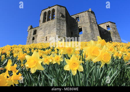 Northumberland, Royaume-Uni. 21 avril, 2018. Royaume-uni : Météo Météo jouissent de jonquilles au château de Warkworth comme heatwave continue à travers la Grande-Bretagne avec plus chaudes en avril de 70 ans. 21 avril, 2018. David Whinham/Alamy Live News Banque D'Images