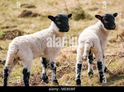 West Linton, Scottish Borders, Scotland, Royaume-Uni, 21 avril 2018. Soleil du printemps dans la campagne, avec des lits jumeaux nouveau-né Scottish blackface agneaux dans un champ Banque D'Images