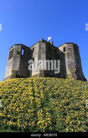 Northumberland, Royaume-Uni. 21 avril, 2018. Royaume-uni : Météo Météo jouissent de jonquilles au château de Warkworth comme heatwave continue à travers la Grande-Bretagne avec plus chaudes en avril de 70 ans. 21 avril, 2018. David Whinham/Alamy Live News Banque D'Images