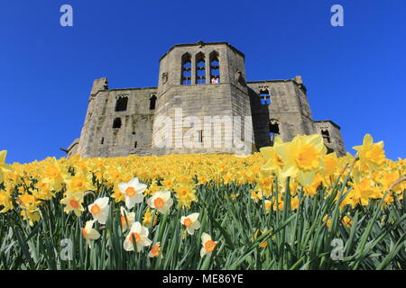 Northumberland, Royaume-Uni. 21 avril, 2018. Royaume-uni : Météo Météo jouissent de jonquilles au château de Warkworth comme heatwave continue à travers la Grande-Bretagne avec plus chaudes en avril de 70 ans. 21 avril, 2018. David Whinham/Alamy Live News Banque D'Images