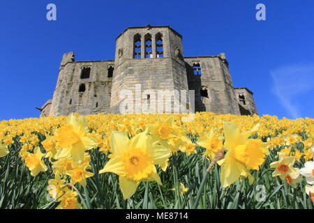 Northumberland, Royaume-Uni. 21 avril, 2018. Royaume-uni : Météo Météo jouissent de jonquilles au château de Warkworth comme heatwave continue à travers la Grande-Bretagne avec plus chaudes en avril de 70 ans. 21 avril, 2018. David Whinham/Alamy Live News Banque D'Images