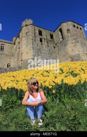 Northumberland, Royaume-Uni. 21 avril, 2018. Royaume-uni : Météo Météo jouissent de jonquilles au château de Warkworth comme heatwave continue à travers la Grande-Bretagne avec plus chaudes en avril de 70 ans. 21 avril, 2018. David Whinham/Alamy Live News Banque D'Images