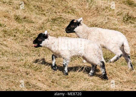 West Linton, Scottish Borders, Scotland, Royaume-Uni, 21 avril 2018. Soleil du printemps dans la campagne, avec des lits jumeaux nouveau-né Scottish blackface agneaux dans un champ. Un agneau est bêlements Banque D'Images