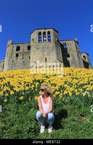 Northumberland, Royaume-Uni. 21 avril, 2018. Royaume-uni : Météo Météo jouissent de jonquilles au château de Warkworth comme heatwave continue à travers la Grande-Bretagne avec plus chaudes en avril de 70 ans. 21 avril, 2018. David Whinham/Alamy Live News Banque D'Images