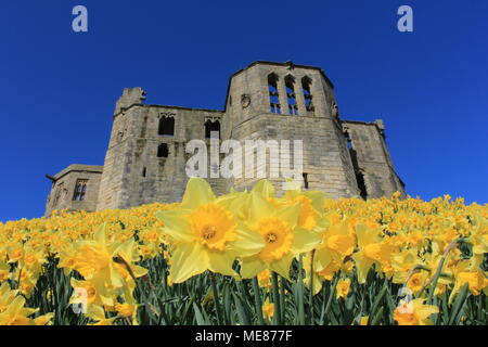 Northumberland, Royaume-Uni. 21 avril, 2018. Royaume-uni : Météo Météo jouissent de jonquilles au château de Warkworth comme heatwave continue à travers la Grande-Bretagne avec plus chaudes en avril de 70 ans. 21 avril, 2018. David Whinham/Alamy Live News Banque D'Images