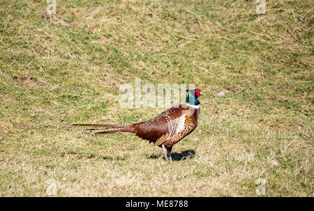 Frontières écossaises, Écosse, Royaume-Uni, 21 avril 2018. Soleil printanier dans la campagne; gros plan sur le plumage coloré d'un faisan mâle à col annulaire dans un champ Banque D'Images