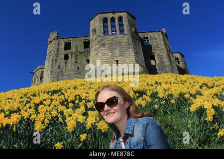 Northumberland, Royaume-Uni. 21 avril, 2018. Royaume-uni : Météo Météo jouissent de jonquilles au château de Warkworth comme heatwave continue à travers la Grande-Bretagne avec plus chaudes en avril de 70 ans. 21 avril, 2018. David Whinham/Alamy Live News Banque D'Images