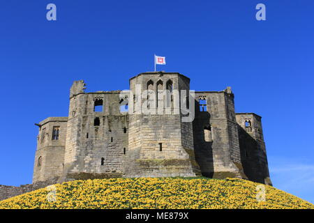 Northumberland, Royaume-Uni. 21 avril, 2018. Royaume-uni : Météo Météo jouissent de jonquilles au château de Warkworth comme heatwave continue à travers la Grande-Bretagne avec plus chaudes en avril de 70 ans. 21 avril, 2018. David Whinham/Alamy Live News Banque D'Images