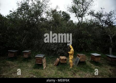 Bogota. 18 avr, 2018. L'apiculteur Fabio Ruiz travaille dans le Montiel réserve naturelle de Bogota en Colombie, le 18 avril 2018. L'apiculteur Fabio Ruiz a souligné la réduction du nombre d'abeilles dans le monde entier, appelant à une culture de l'apiculture urbaine. Credit : Jhon Paz/Xinhua/Alamy Live News Banque D'Images