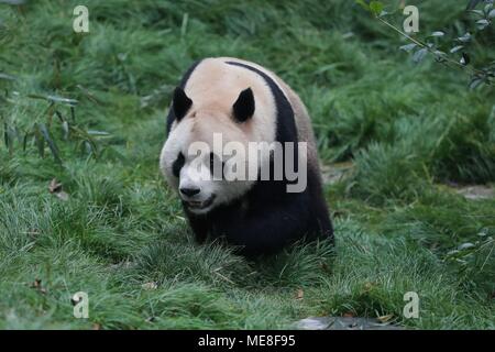 Guiyang, dans la province du Guizhou en Chine. 22 avr, 2018. Panda géant 'Xingbao' joue dans son enclos dans le parc Qianlingshan à Guiyang, capitale de la province du Guizhou en Chine du sud-ouest, le 22 avril 2018. Deux pandas géants 'Haibang' et 'Xingbao" qui sont revenus du Japon et l'Espagne ont rencontré respectivement le public Dimanche à Parc Qianlingshan à Guiyang. Les pandas resteront à Guiyang pour trois ans de l'enseignement scientifiques.' Credit : Ou Dongqu/Xinhua/Alamy Live News Banque D'Images