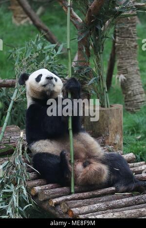 Guiyang, dans la province du Guizhou en Chine. 22 avr, 2018. Panda géant 'Haibang' joue dans son enclos dans le parc Qianlingshan à Guiyang, capitale de la province du Guizhou en Chine du sud-ouest, le 22 avril 2018. Deux pandas géants 'Haibang' et 'Xingbao" qui sont revenus du Japon et l'Espagne ont rencontré respectivement le public Dimanche à Parc Qianlingshan à Guiyang. Les pandas resteront à Guiyang pour trois ans de l'enseignement scientifiques.' Credit : Ou Dongqu/Xinhua/Alamy Live News Banque D'Images