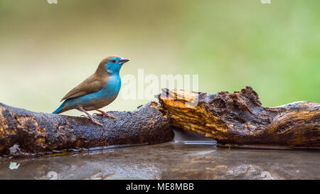 Blue-breasted cordonbleu Mapungubwe national park, en Afrique du Sud ; Espèce Uraeginthus angolensis famille des Estrildidae Banque D'Images