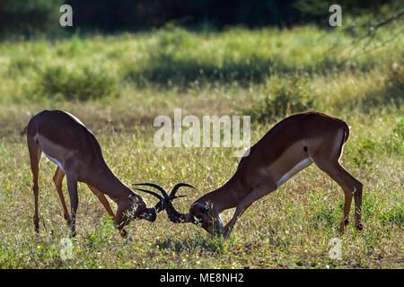 Impala commun dans le parc national de Mapungubwe, Afrique du Sud  ; Espèce Aepyceros melampus famille des bovidés Banque D'Images