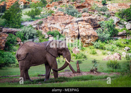 Bush de l'Afrique de l'éléphant dans le parc national de Mapungubwe, Afrique du Sud  ; Espèce Loxodonta africana famille d'Elephantidae Banque D'Images