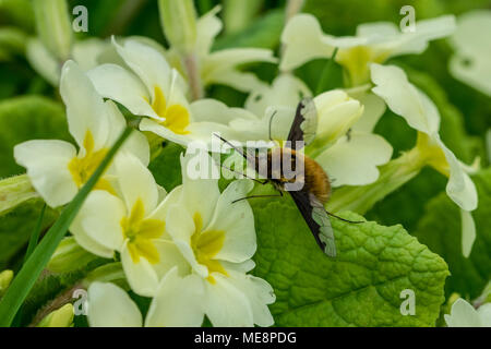 Bombylius major (bee fly) sur les fleurs de printemps La primevère. Banque D'Images