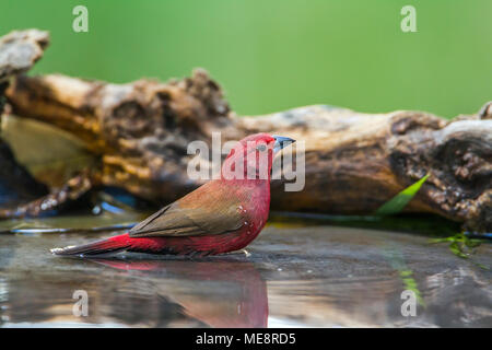 Jameson's firefinch Mapungubwe national park, en Afrique du Sud  ; Espèce Lagonosticta rhodopareia famille des Estrildidae Banque D'Images