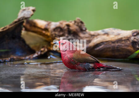 Jameson's firefinch Mapungubwe national park, en Afrique du Sud  ; Espèce Lagonosticta rhodopareia famille des Estrildidae Banque D'Images