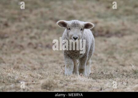 Un peu d'agneau laineux blanc debout dans un champ sur une ferme au printemps Banque D'Images