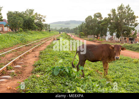 Lugazi, en Ouganda. 17 mai 2017. Une vache et une chèvre le pâturage près d'une voie de chemin de fer. Les gens qui marchent le long de celle-ci. Banque D'Images