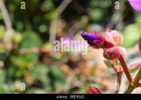 Purple Tibouchina granulosa bud avec des feuilles vertes sur l'arrière-plan Banque D'Images