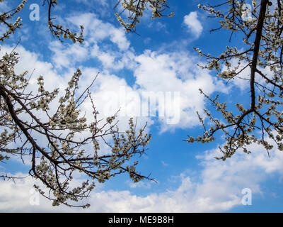 Branches d'un abricot en fleurs sur fond de ciel bleu avec des nuages Banque D'Images