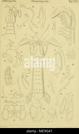 . Die Klassen und Ordnungen der Arthropoden : wissenschaftlich dargestellt in Wort und Bild . Banque D'Images