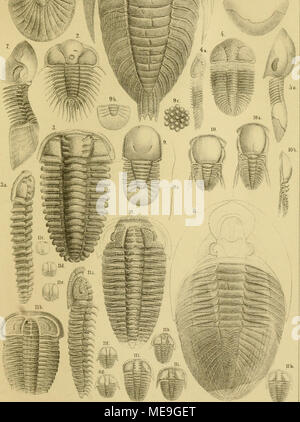 . Die Klassen und Ordnungen der Arthropoden : wissenschaftlich dargestellt in Wort und Bild . Banque D'Images