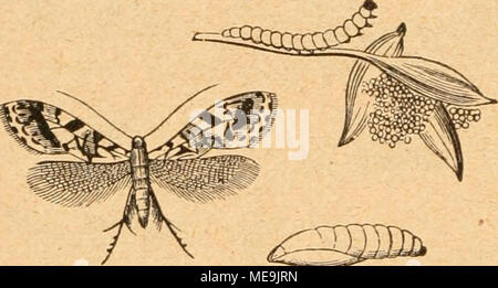 . Die Insekten nach ihrem Schaden und Nutzen . Banque D'Images