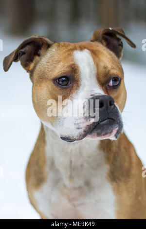 Chien de type Bulldog assis dans la neige Banque D'Images