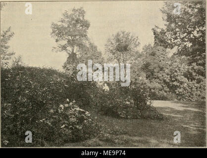. Die Gartenwelt . Partie aus dem Viktoria-Parke zu Berlin (Blick 1-mj. Vom Verfasser für die "Gartenwelt*^ photographisch wiederzugeben, aufgenommen. Aber auch hier, wie in der gesamten Anlage glaube ich zu erkennen, wie der Schöpfer être- strebt guerre, weise Mafs zu halten. Die ganze Wildheit eines freien Gebirgswasserfalles nachzuahmen, il schon aus technischen Gründen rendre impossible gewesen. Anderer- Gesamtgesteinsanlage durfte seits wieder die nicht zu sein, spärlich sonst würde sie - wie es leider viele andere thun - nur Recht als "künstliche" Spielerei er- scheinen. Ich hoffe, die Bilder Banque D'Images