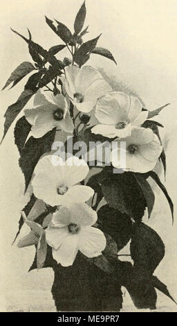 . Die Gartenwelt . L'Hibiscus moscheutos. Originalaufoahme für die "Gartenwelt" (texte Seite 64), Samen. Gröfserer Getreidefelder in der Nähe sollte man die gemeine Berberitze anpflanzen Abarten und nicht, da die oft Sträucher Rostpilz Aeddium von einem (Berieridis) frappé werden, und der auf den Roggen, den sogenannten Grasrost Pucdnia (graminis und P. Rubigo-vera) verursacht. Ein star- Zurückschneiden kes verträgt Berberis vulgaris weniger gut, während der Mahonie dasselbe homme alljährhch. kann. Unter den vielen Sorten, die sich mehr oder weniger durch die Banque D'Images