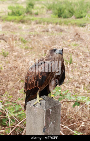 Les jeunes brahminy kite sont des piliers de ciment. L'arrière-plan est un champ. Banque D'Images
