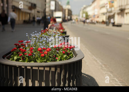 Les marguerites en fleurs-pot sur une rue Banque D'Images