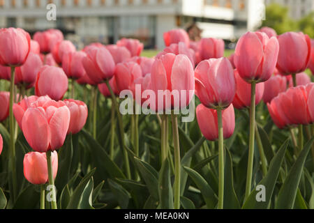 Tulipes roses Banque D'Images