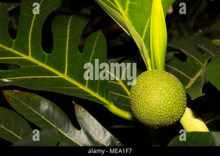 L'arbre à pain (Artocarpus altilis) Banque D'Images