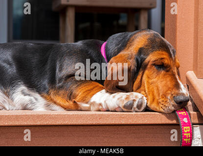 Avril ; 4 mois Basset Hound Dog Banque D'Images