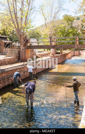 Les travailleurs du Conseil portugais algues clair de l'eau de source chauffée à l'alté, Algarve, Portugal. Banque D'Images