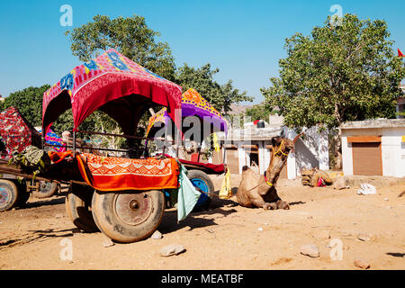 Camel à Pushkar ville de l'Inde Banque D'Images