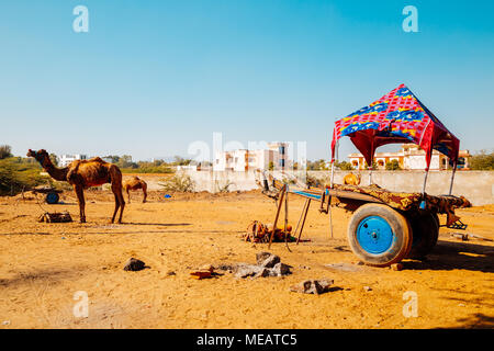 Camel à Pushkar ville de l'Inde Banque D'Images