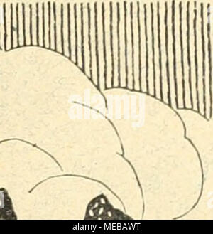 . Die Gartenkunst . Starke Coniferen Reichhaltiges Assortiment bis 3 m hoch. - Vorräte und Besonders uon Abies concolor, uiolacea Taxus baccata fastigiata und, Picea, Pinus,--- Chamacy Thuya-Varietäten- und paris. Alles. uorzijgl garnierte Pflanzen mit festen Ballen. Dans Alleebäume Park- und grosser Sorten- und Stärkenauswahl bewurzelter uerpflanzter, gut, Ware uon 10 bis 30 cm Stammumfang. - Baumartige Ziergehölze und. Uorzügliches Landschaftsgärtnerei Ein zur Matériel. Carpinus fastigiata, Fagus sylu. atrop. und pendula und ein umfangreiches. Sträuchersortiment Carpinus, Befulus gut gam. Pflan Banque D'Images