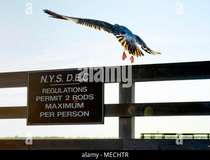 New York State Department of Environmental Conservation de signer avec mouette à Jones Beach, Long Island NY Banque D'Images