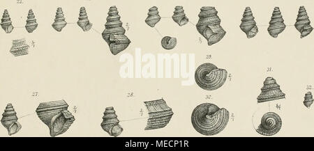 . Die Gastropoden Schichten der von der südalpinen Orestida Saint Cassien . Un Swotodan-nal-d  %u.cz blh. ItA.AnslvTliBaimwarÜv.Wcn. Annal-DK-kNaturhisl Hofmuseums BandTL.189 L Banque D'Images