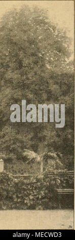 . Die Gartenwelt . Im Schloßgarten Apollotempel zu Boitzenburg (Uckermark). Nach einer von Alice Matzdorff für die "Gartenwelt" fem. Aufnahme. Banque D'Images