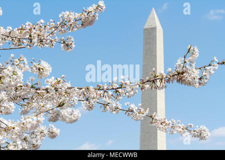 Les fleurs de cerisier en fleur pic frame le Washington Monument, printemps 2018, Washington, DC, USA. Banque D'Images
