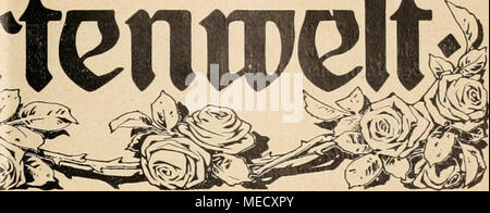 . Die Gartenwelt . ustrierte gesannten Wochenschrift für den Gartenbau. Jahrgang XVIII. 5. Septembre 1914. N° 36. Nachdruck aus dem Nachhildung und Inhalte dieser Zeitschrift verfolgt werden strafrechtlich. Topfpflanzen. Primula kewensis. (Hierzu Abbildungen nach drei, vom Verfasser für die "Gartenwelt" gefertigten Aufnahmen.) die in der Ueberschrift genannte Primel, über die "welche" Gartenwelt schon mehrfach kurz berichtet hat vor einigen Jahren, entstand im Botanischen Garten zu Kew bei Londres ; sie ist ein Kreuzungsprodukt verticiüata und zwischen Primula floribunda. Besonders dans Banque D'Images