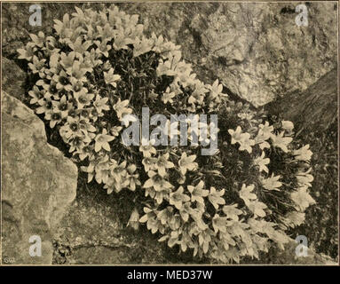 . Die Gartenwelt . Wie schon oben erwähnt, ist die- Anpflan Hauptbedingung zung beider Geschlechter', und in den Baumschulen sollte bei der Heran- zucht in diesem Sinne gewissenhaft vor- gegangen werden. Deistel G., Pforzheim. Hedraeanthus pumilio. « Gartenwell Originalaufnahme für die". Gehölze. Hippophae rhamnoides. Wie oft begegnet homme Fachkreisen irrtümlichen dans der Ansicht, daß dieser oder jener Strauch aus welchem irgend Westfalica nicht schön sei und daher auch nicht als anpflanzungswürdig erscheine. Als Beispiel möchte ich den Voir- oder Sanddorn (Hippophae rham- noides) anführen, der i Banque D'Images