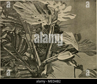 . Die Gartenwelt . Monstera deliciosa, seit 36 Jahren im Zimmer kultiviert Originalaufnahme für die "Gartenwelt". Erstmahg auffallenden Weihnachtszeit eine ihrer gewöhnlich, nur in Gewächshäusern zu sehenden Blüten zur Entfaltung brachte. Il verständnisvollen Blumenpfleger Vielleicht dem diese Weihnachts- freude schon in früheren Jahren einmal bereitet worden, hätte die nicht mit der dans Zimmerhöhe Höhenentwicklung bringende zu Übereinstimmung der Pflanze mehrmaliges Zurückschneiden des obersten Triebes est donc gemacht. Diese, von den Gärtnern Philodendron pertusum als l'être- zeic Banque D'Images