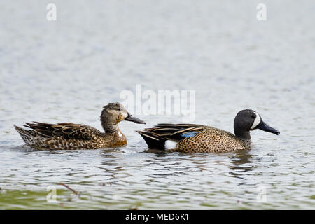 Canards sarcelle à ailes bleues spatules discors couple femelle mâle nageant ensemble sur le lac du parc Banque D'Images